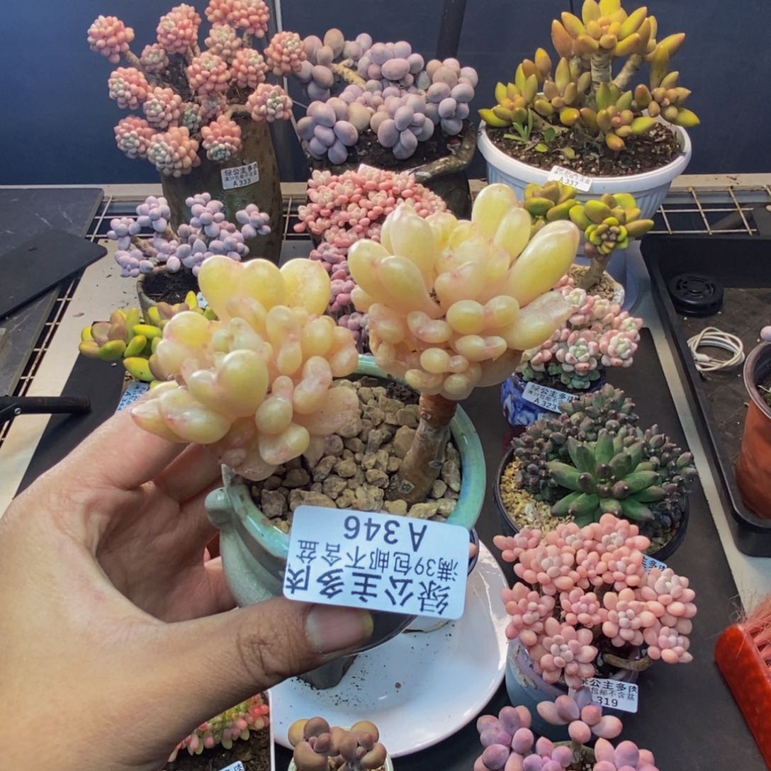 比尔盖茨多肉7c m