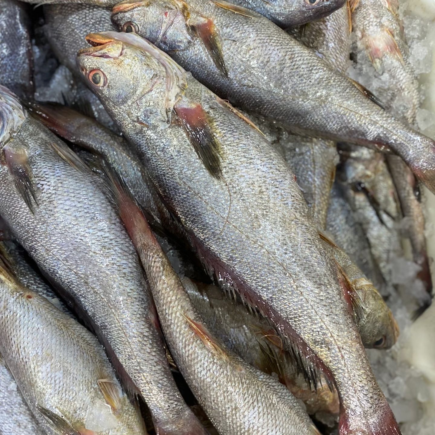 东海纯野生米鱼冰鲜