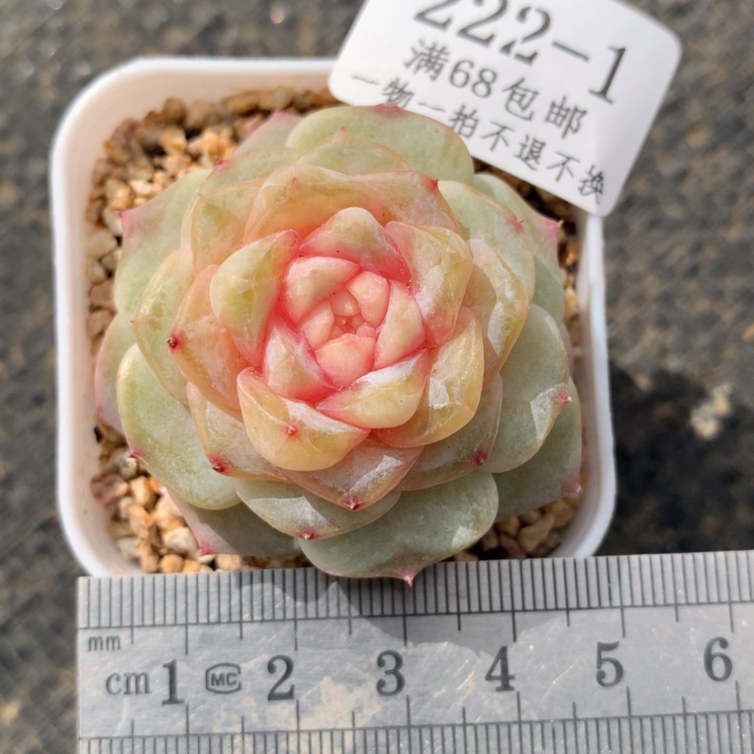 1。大富翁。珍妮糖心。满六八包邮