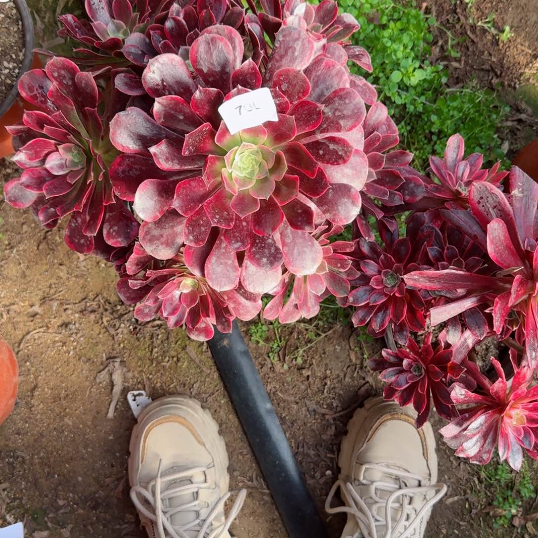 金丝法师多肉706