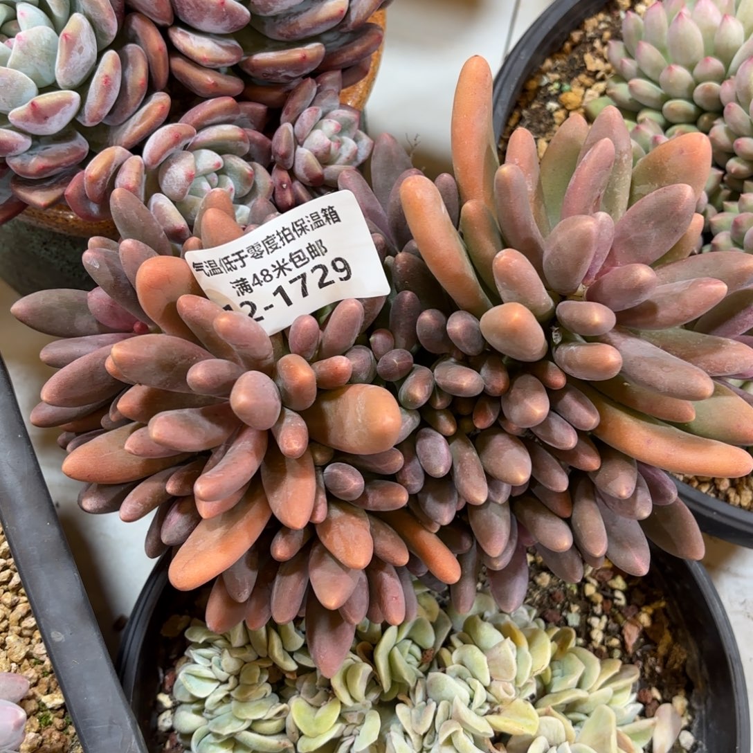 1729糖果美人多肉植物