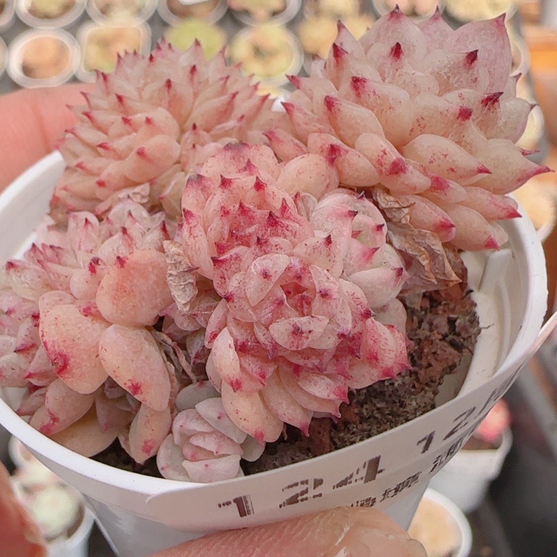 花语多肉1231-124散魔仙