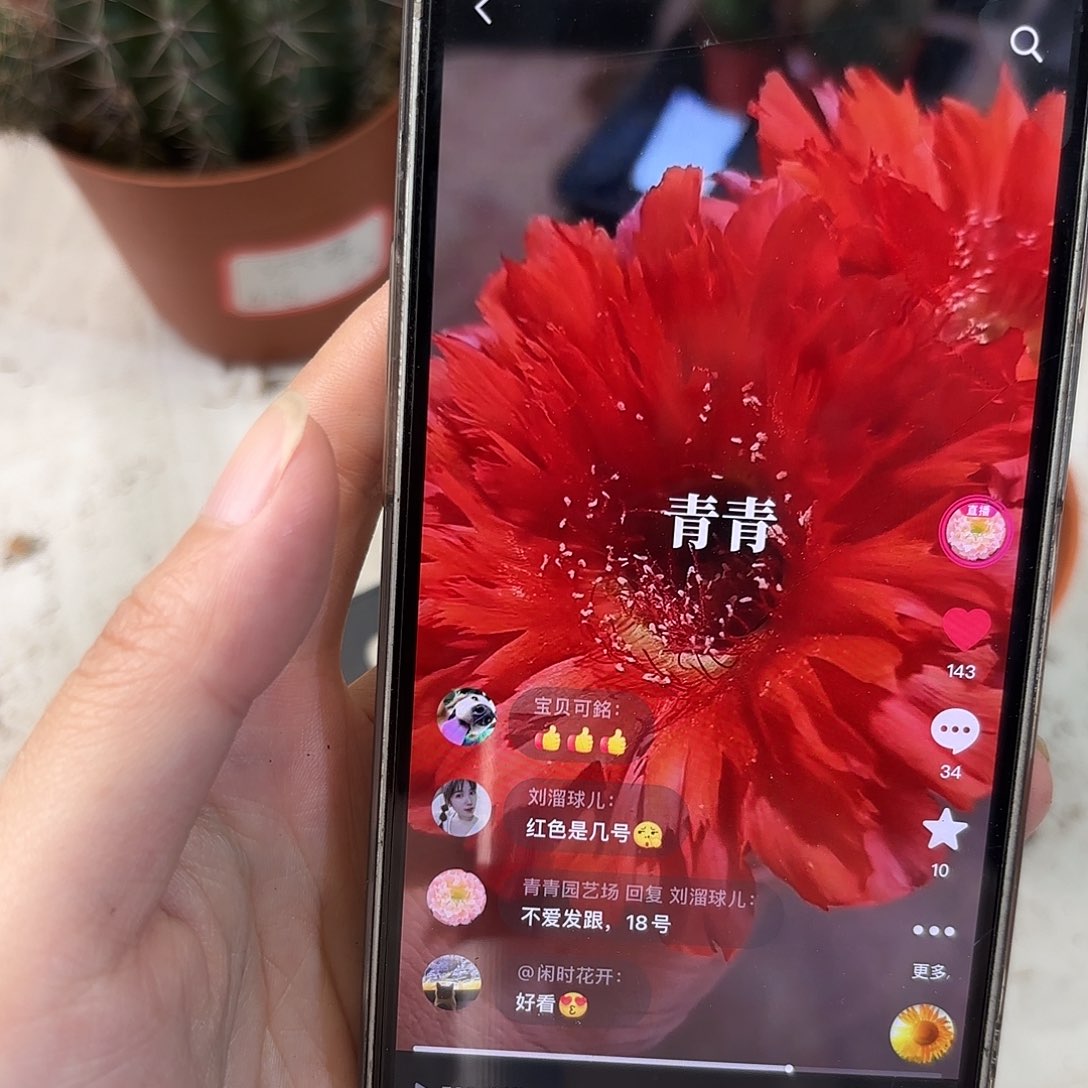 彩草18号5.5公分带崽