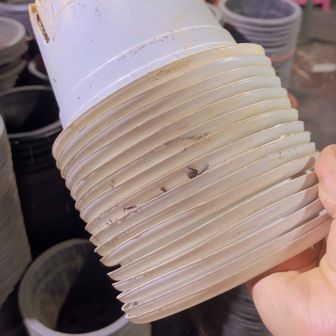 塑料旧15公分白圆盆30个