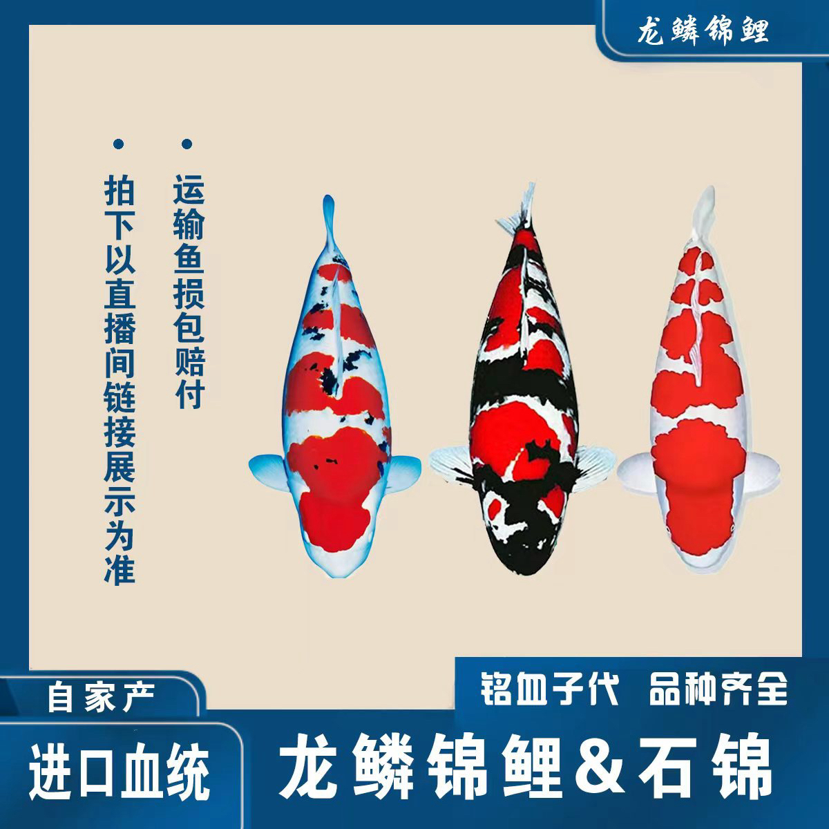 精品纯种红白观赏锦鲤，进口血统，自家产，大日蒙娜丽莎昭和