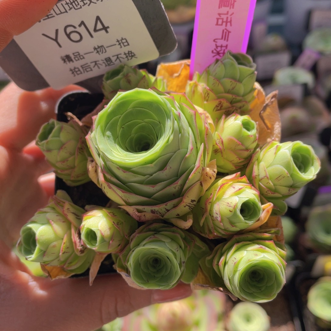 童话气球多肉614一物一拍