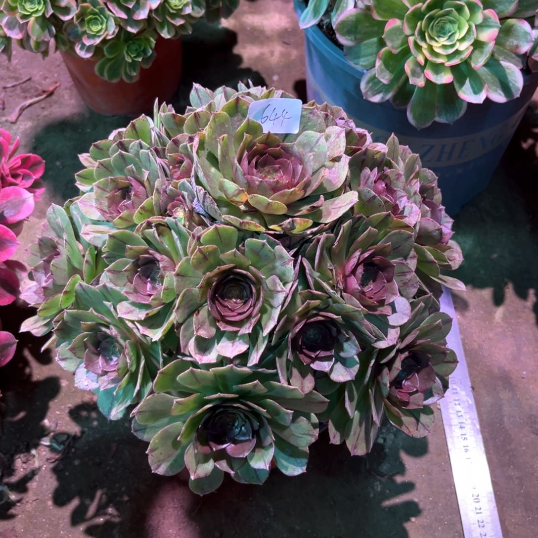 多肉植物万拉丝644