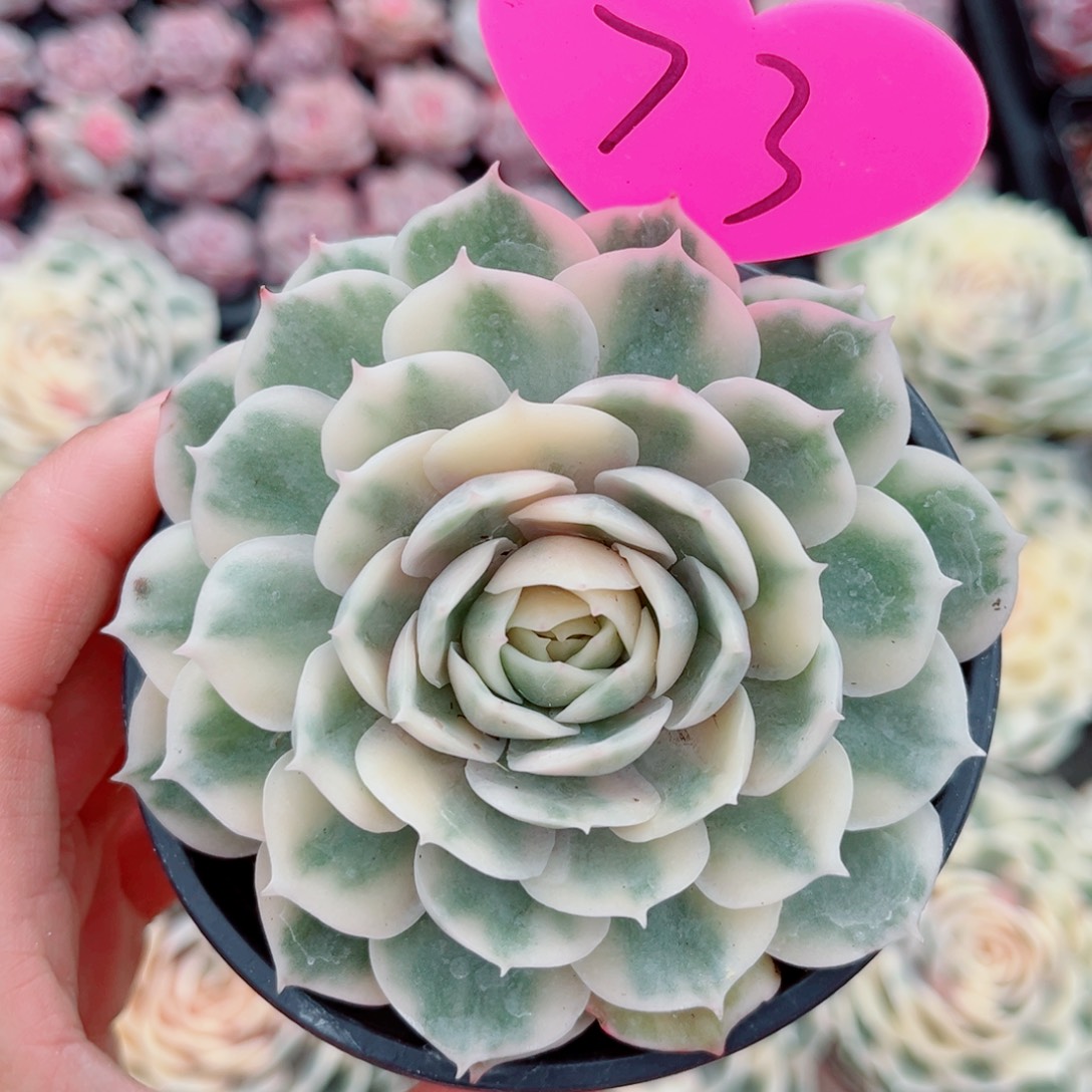 73号昂斯洛锦单头