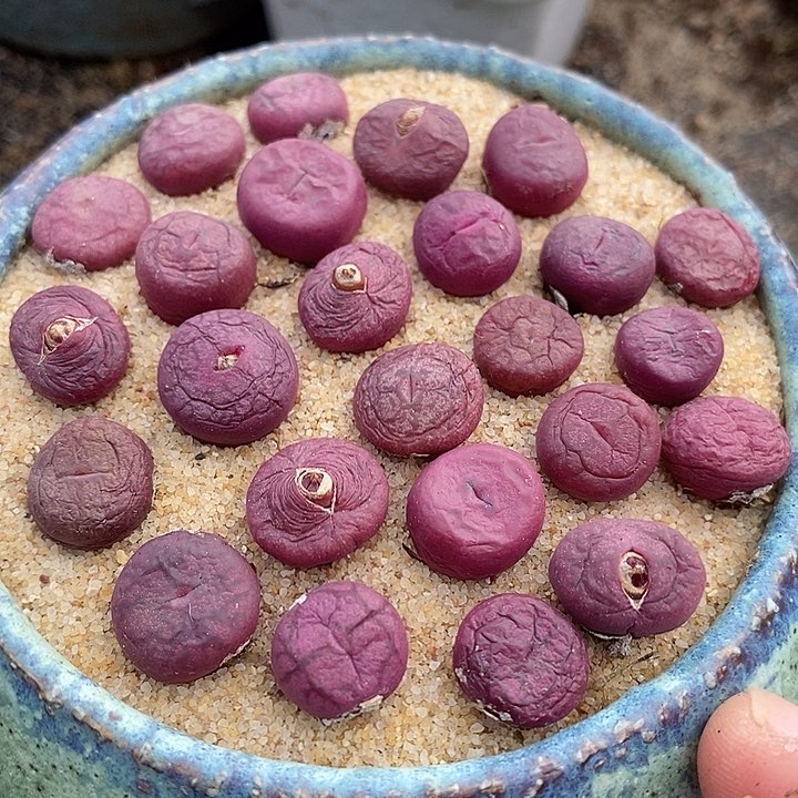 7523样本杂交一颗