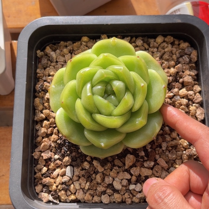 一物一拍，埃皮啦多肉。