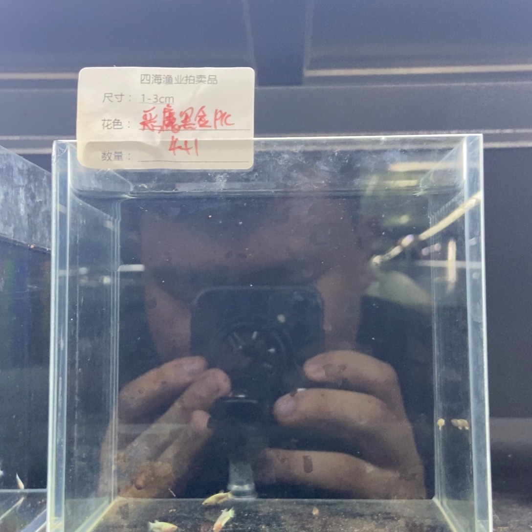斗鱼包活不包损所见即所得063