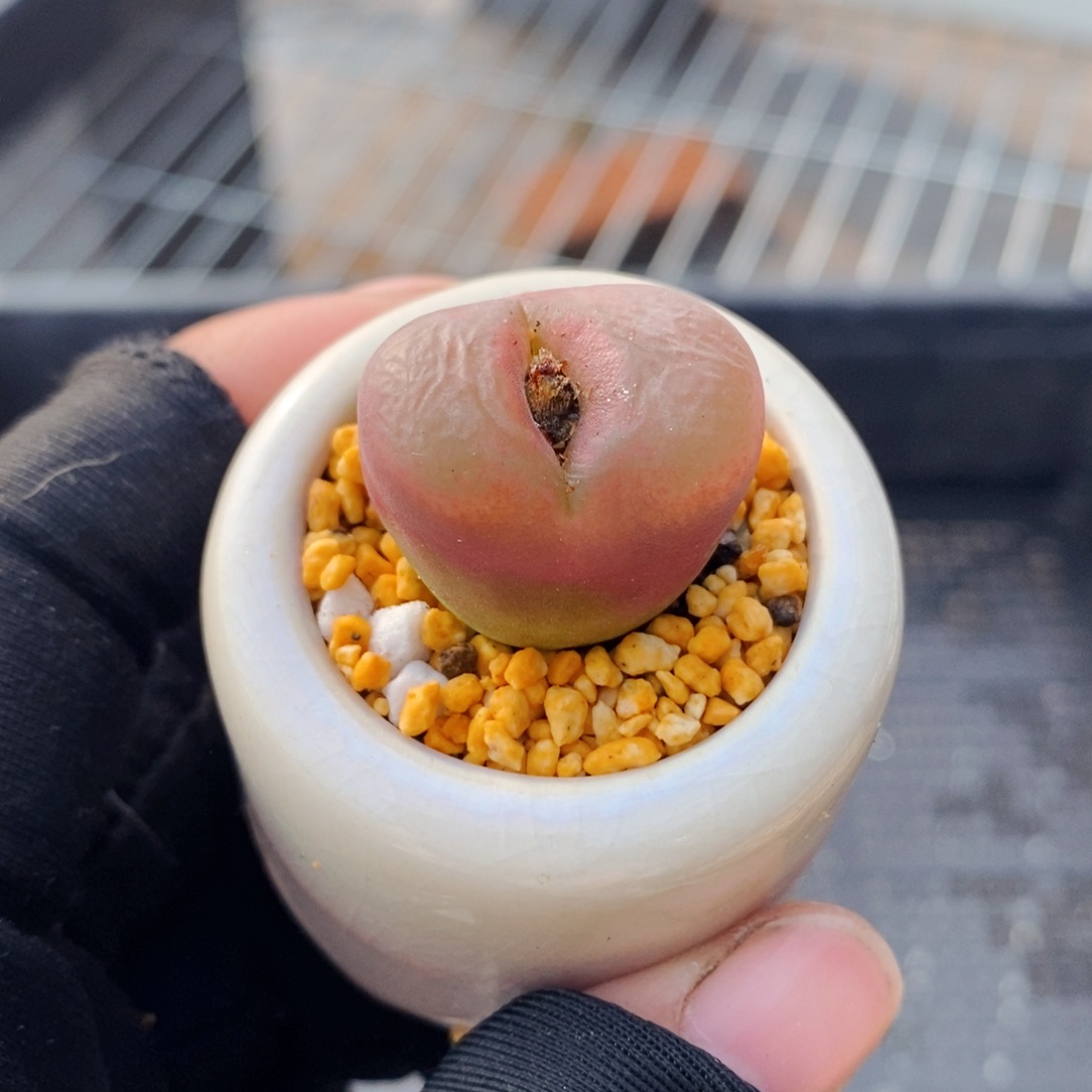 3300-一物一拍 带盆