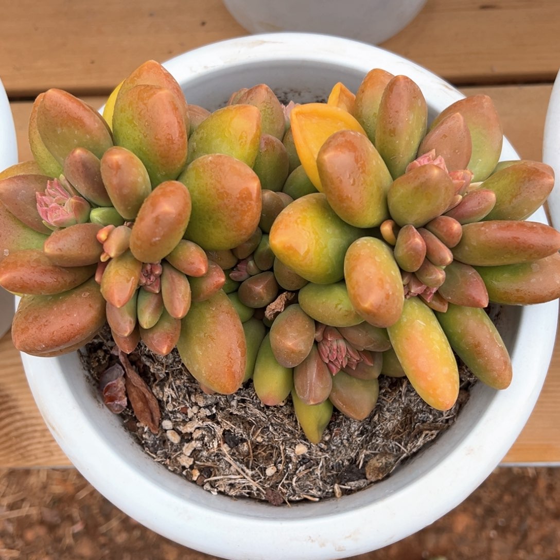 芒果奶潜力股多肉植物