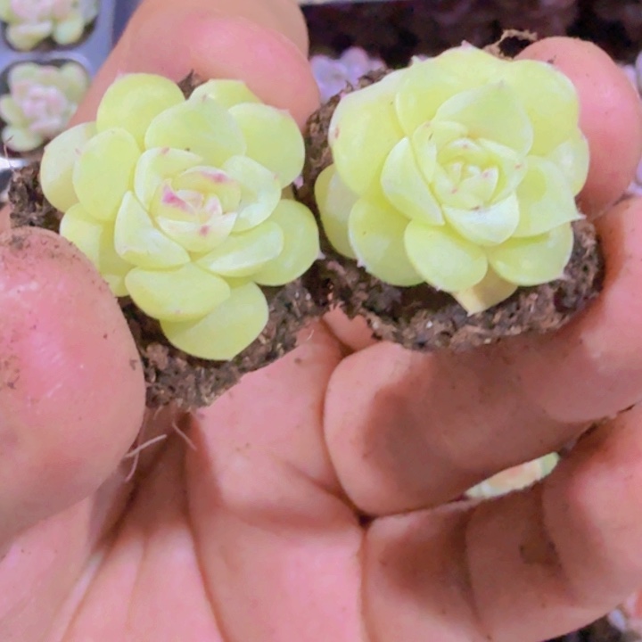 白天鹅琥珀五颗一组