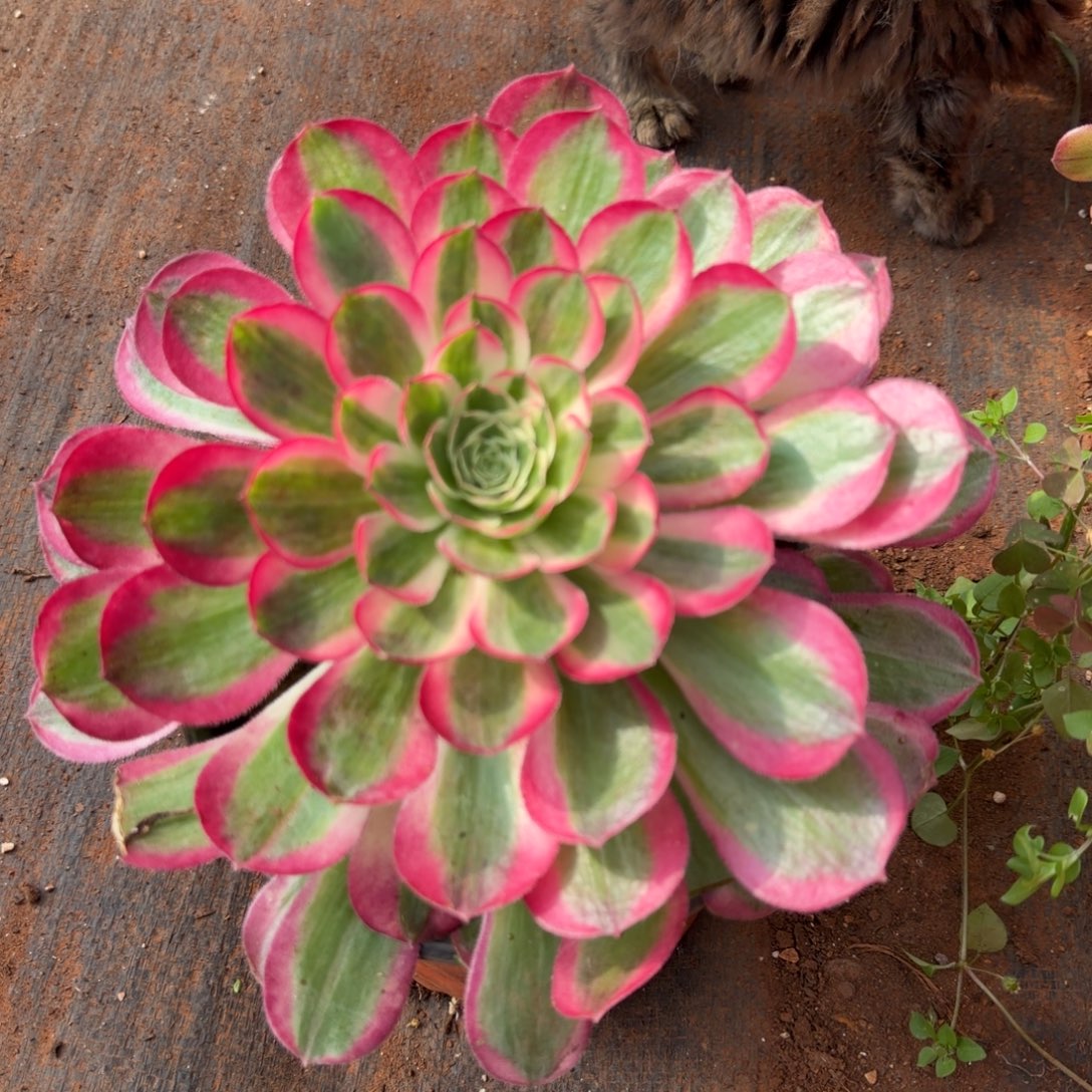 孔雀翎多肉植物法师