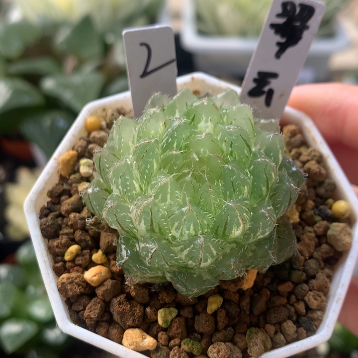 翠云玉露锦一物一拍