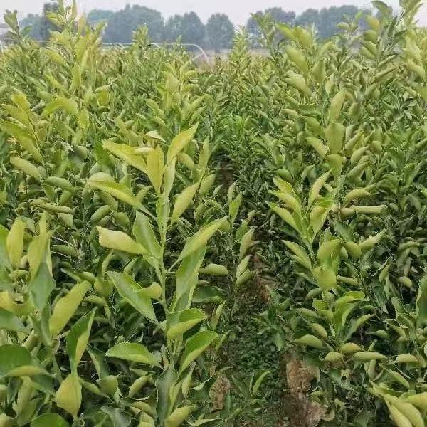 带果沃柑苗发货，原杯原土成活率90%+基地直供