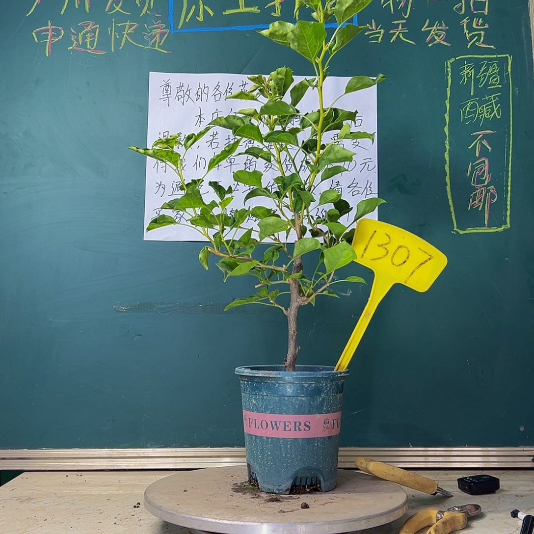 当前无花栽培后可以开花蒙娜丽莎黄 1307