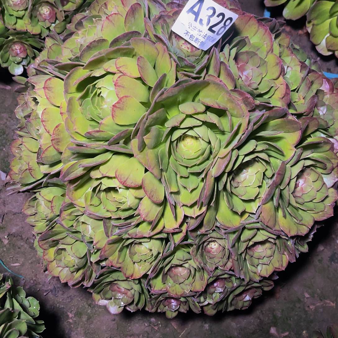 法师法师13-36包邮法师