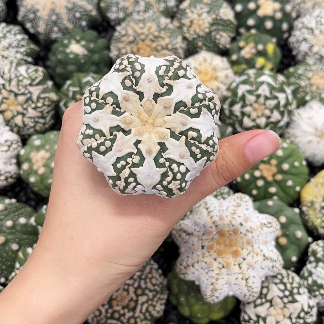 5***9箭头ｖ兜哈哈哈哈哈