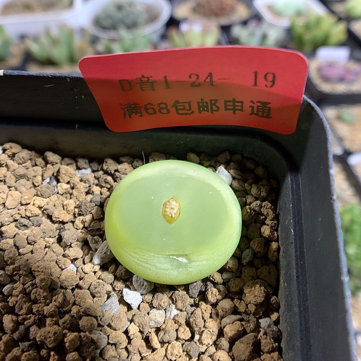 【闪购商品】1-24-19 瑕疵拉登一颗 