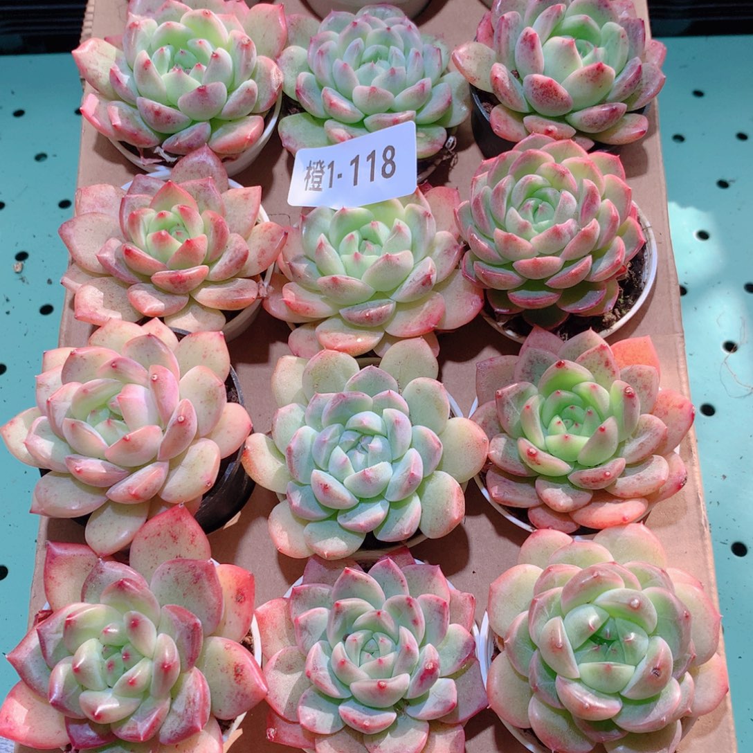 1-118一物一拍多肉带盆18颗