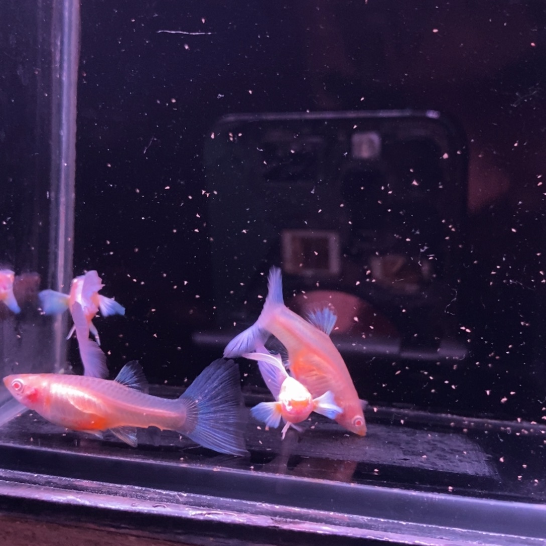 *****孔雀鱼蓝色飞船两对