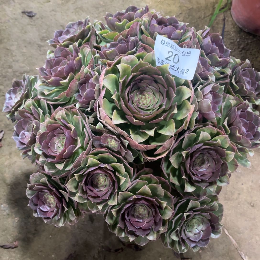 20万圣节多肉植物法师