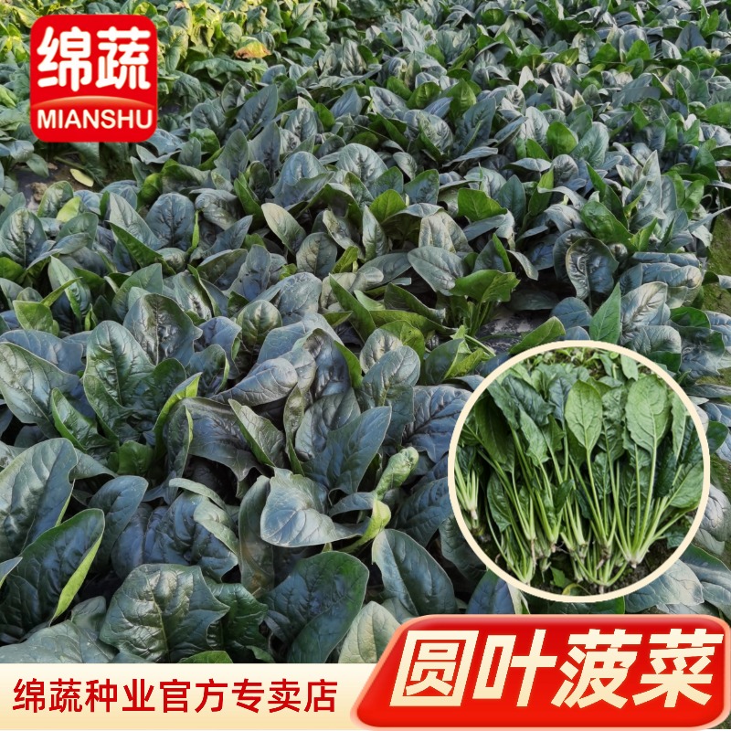 绵蔬【丹菠2000】绿色菠菜小院阳台盆栽都可以种植简单蔬菜种子夏季