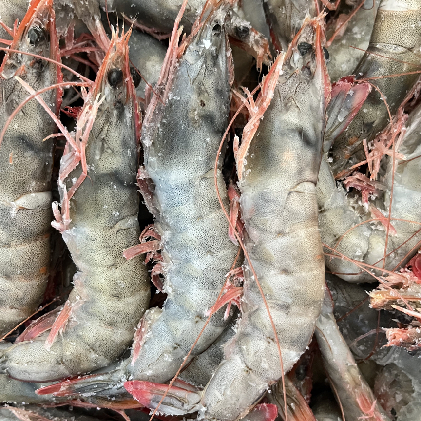 （青岛大海虾）无冰净重单只15-18厘米 Q弹鲜美【顺丰冷链发