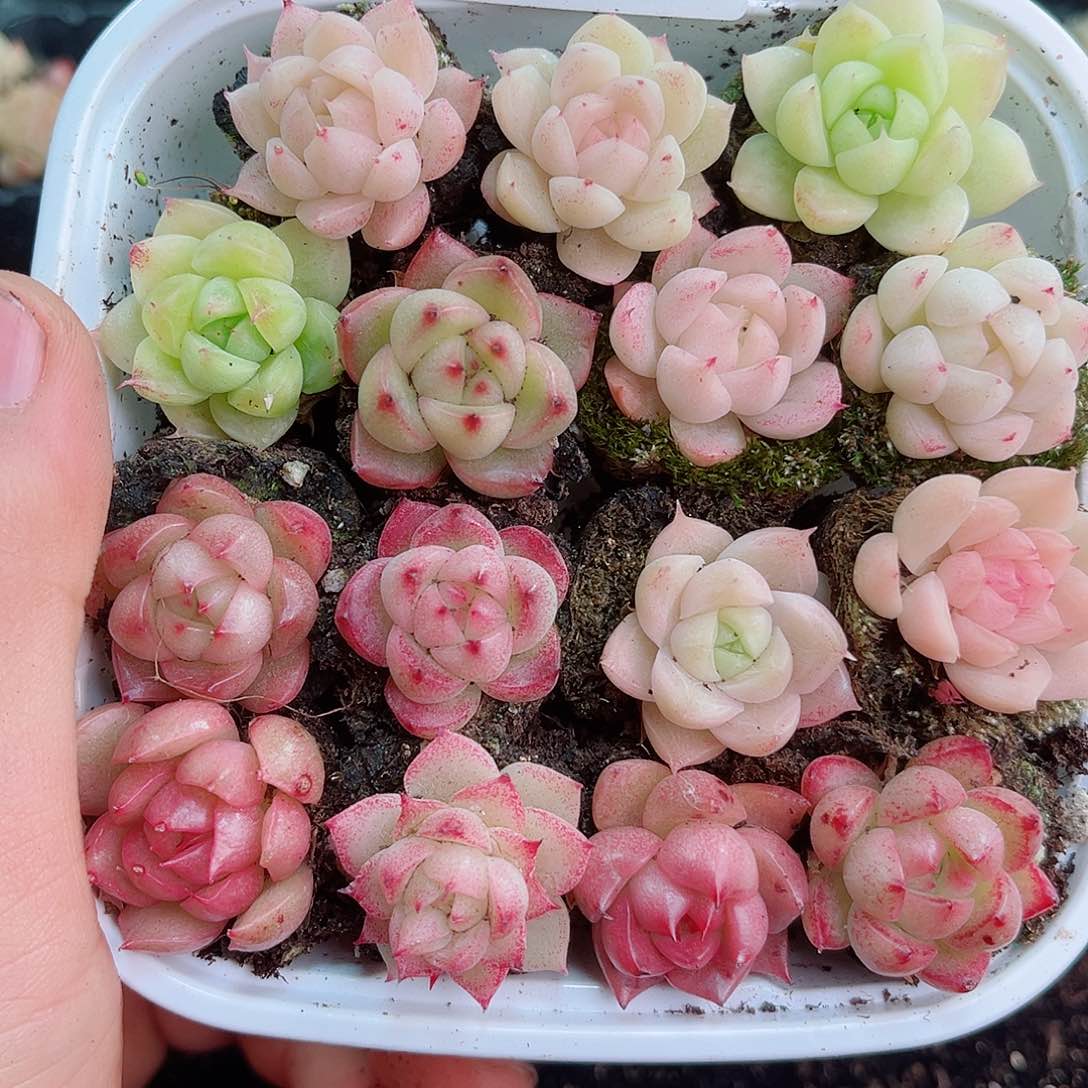 1-226 新疆西藏内蒙不发12.8包邮2-3公分多肉