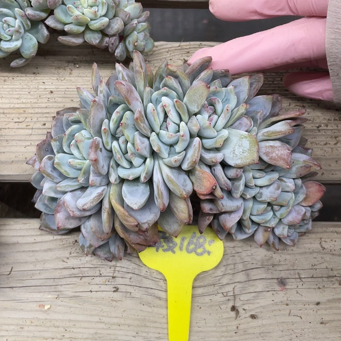 瑕疵-9头朵朵星影缀化