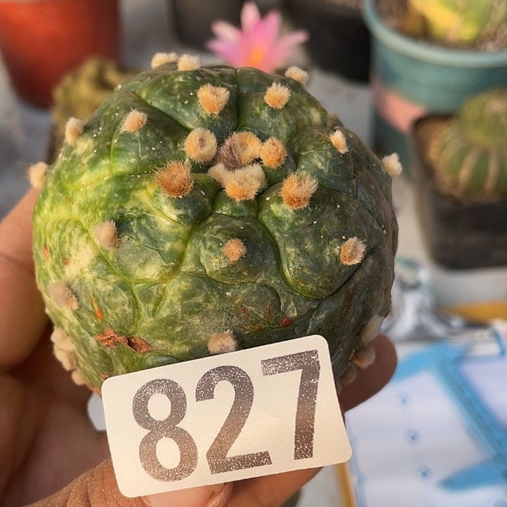 三角架街827号，仙人球