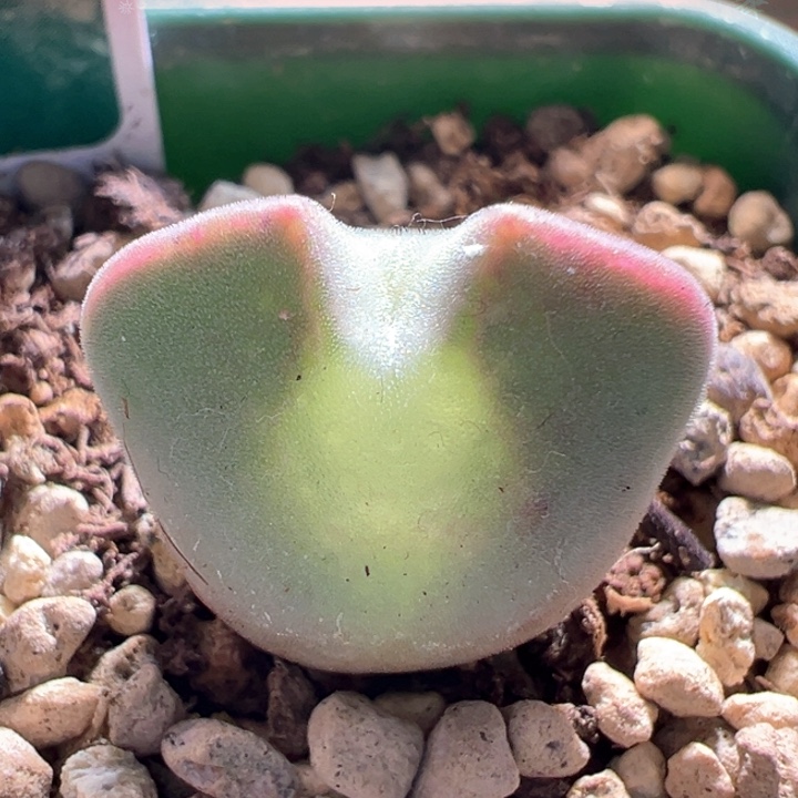 w284。优选青蛙3年爆双头！！大眼睛88折后价