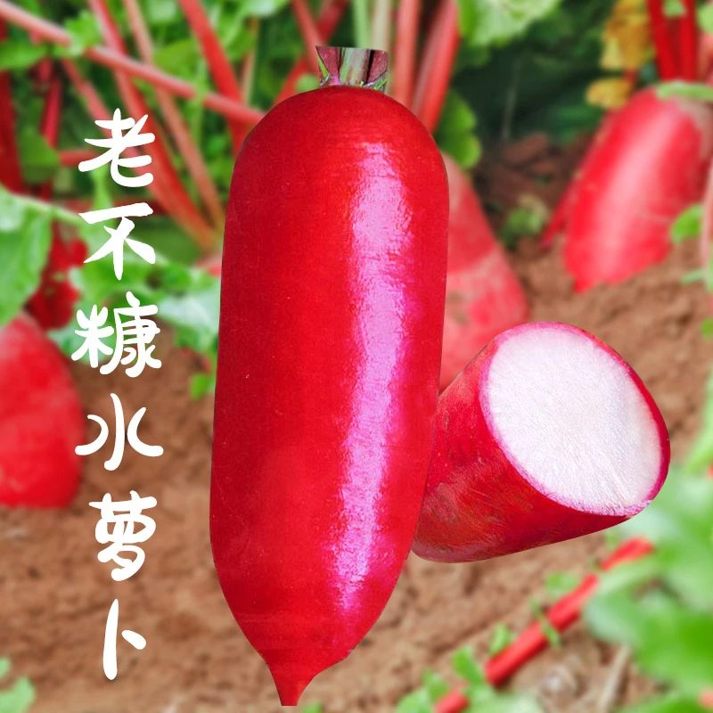 【满5包包邮】老不糠501水萝卜种子蔬菜种孑春秋季种庭院红皮萝卜种