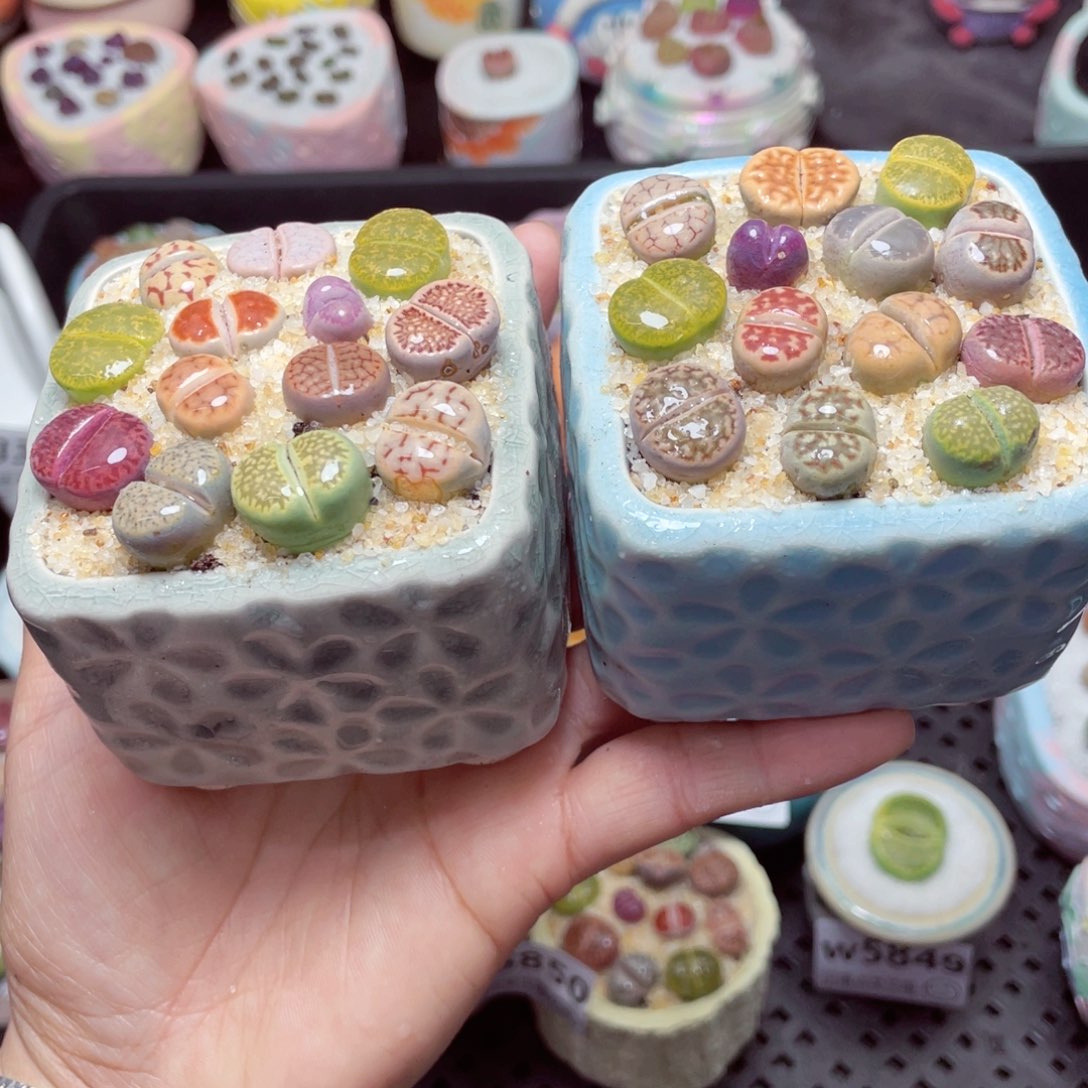 w5851 -零下地区拍保温箱-15支持寄养