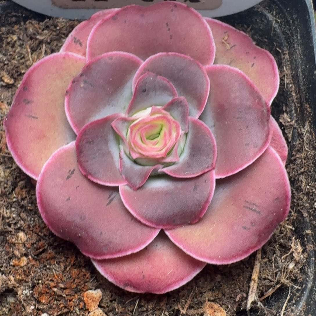 楹楹-372-冠幅 3CM