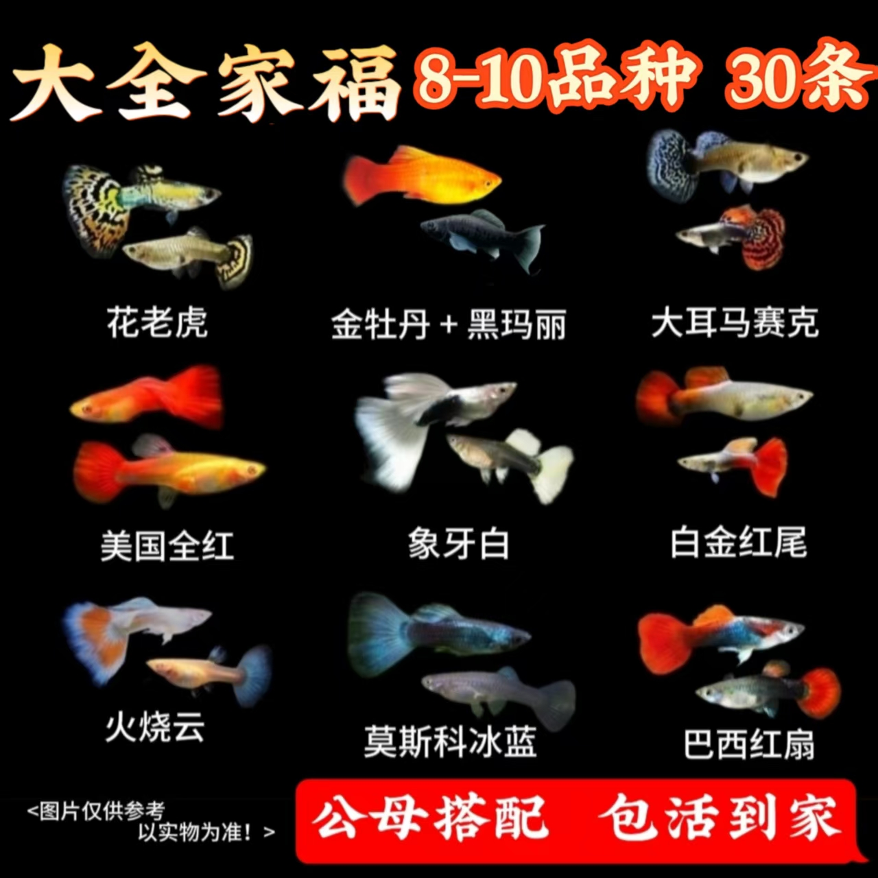 【8-10品种  30条】纯种孔雀鱼金牡丹黑玛丽小型热带鱼淡水鱼易繁殖