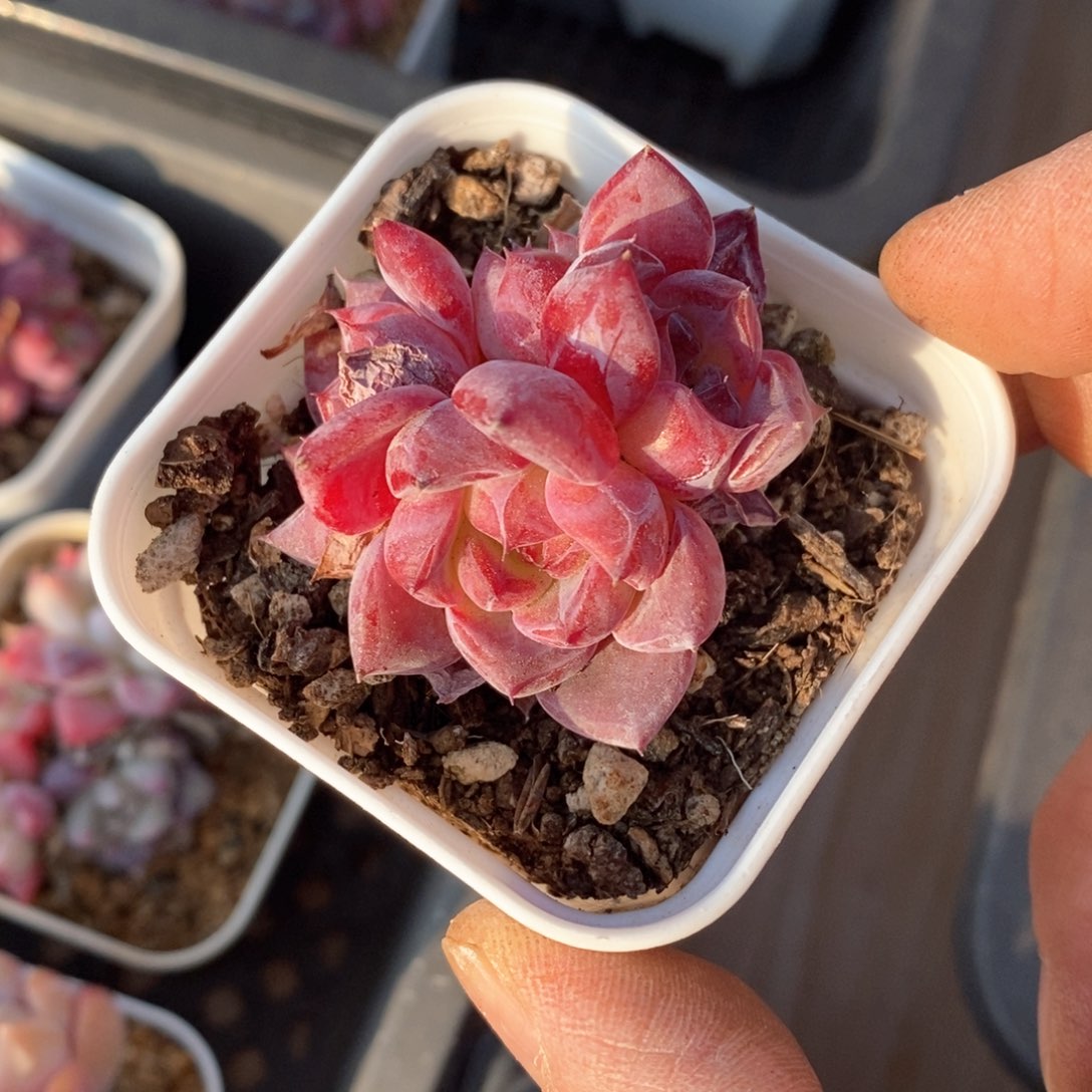 精品多肉一物一拍不包整108