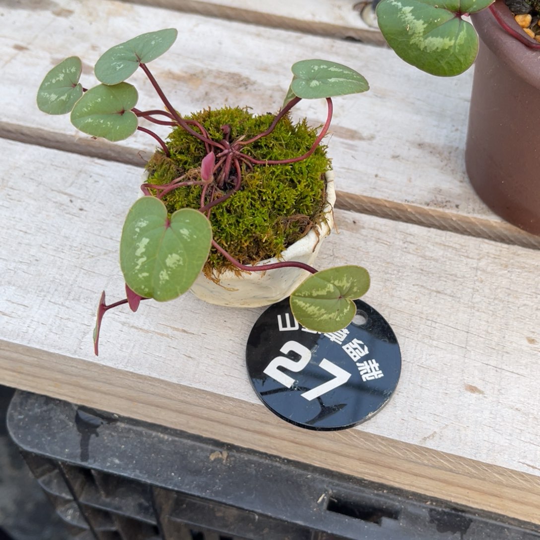 乌***-完全开放盆栽植物