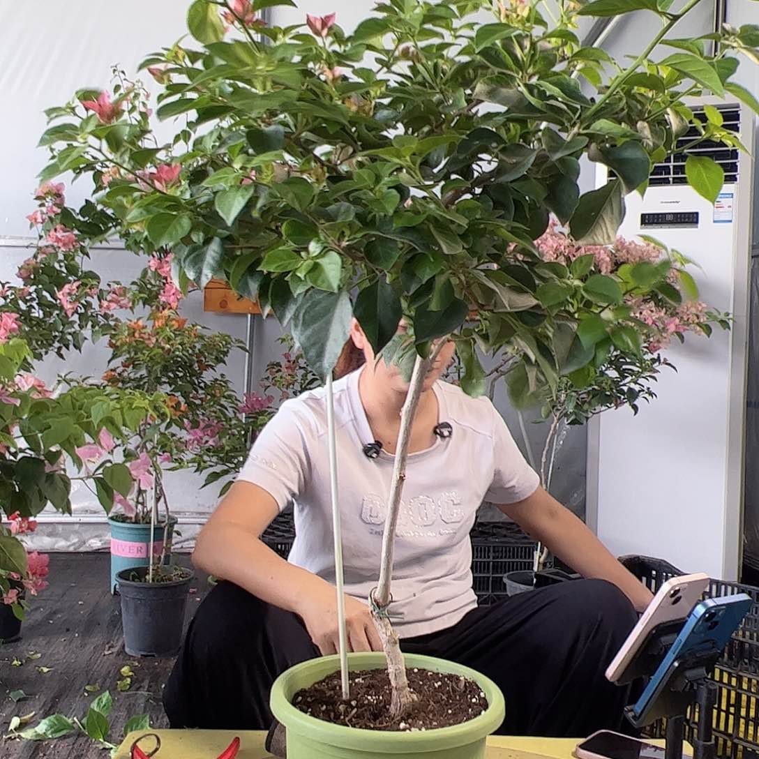 小***糊E38佩德罗棒棒糖