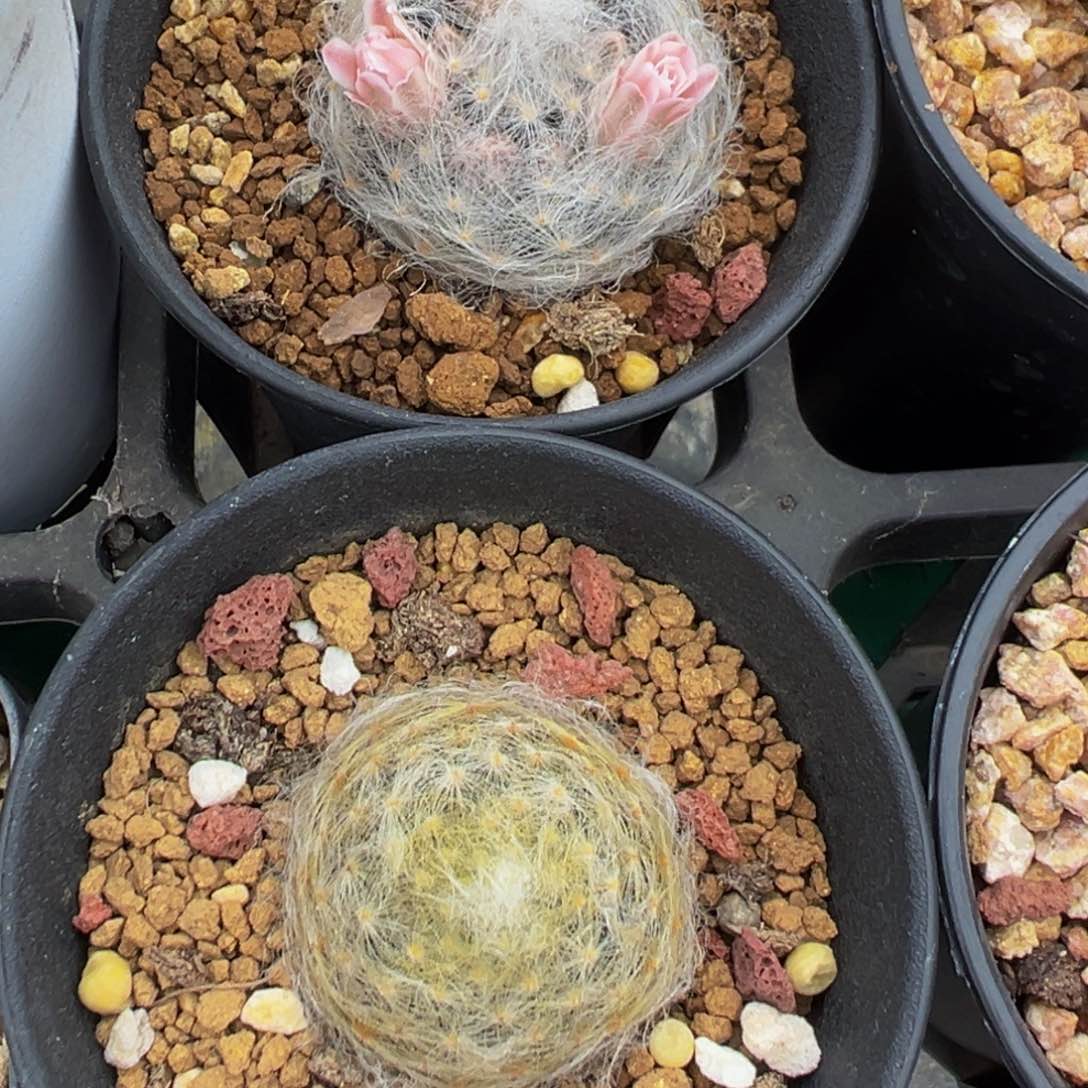 愛*仙人球多肉植物带盆土
