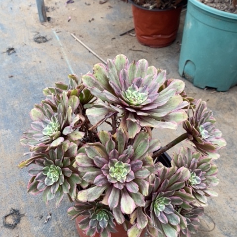 粉黛多肉植物014