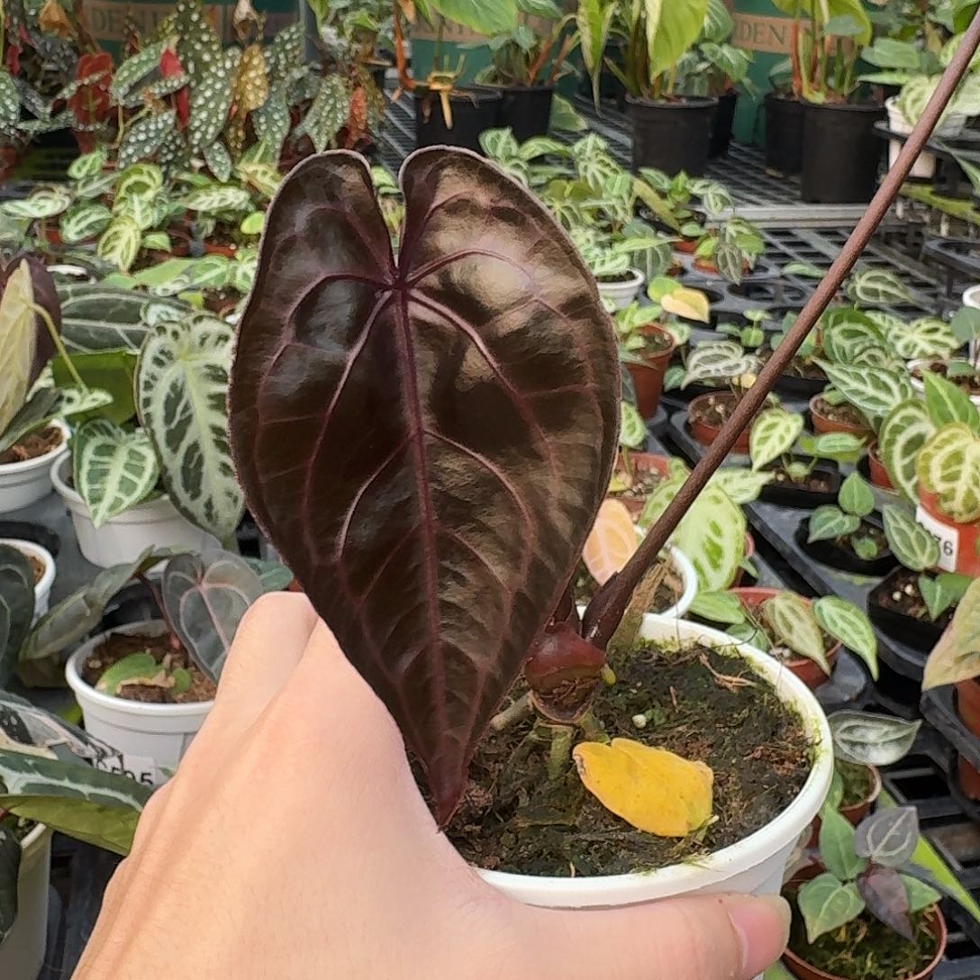 不开花植物G664紫水晶米歇尔福利