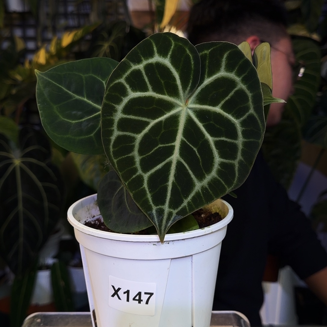 完全开放X147克莱恩后