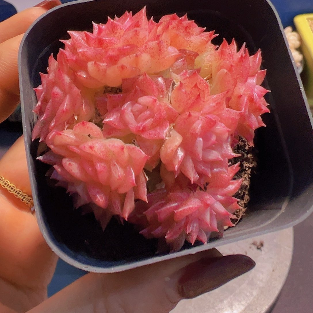 布**寳新品多肉植物