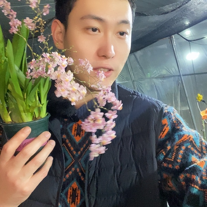 无花朵粉色温馨兰