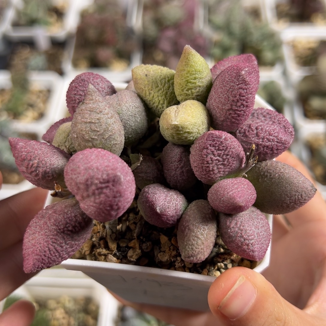 w134号纯木质桩多肉植物水泡