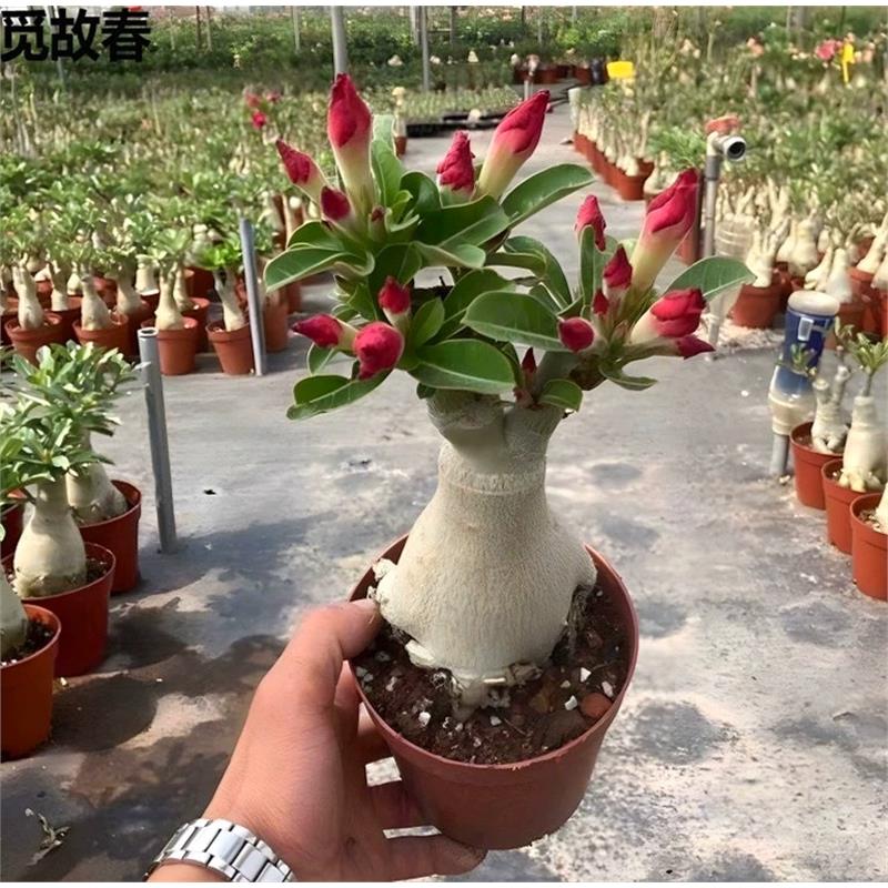 沙漠玫瑰盆栽5年老桩四季开花好养室内阳台绿植盆景