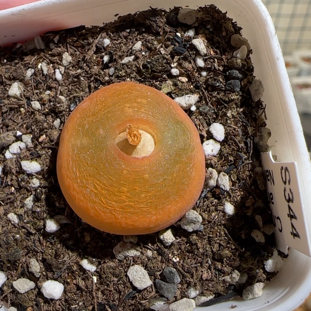 肉锥多肉植物组合-优选水蜜桃母本1165